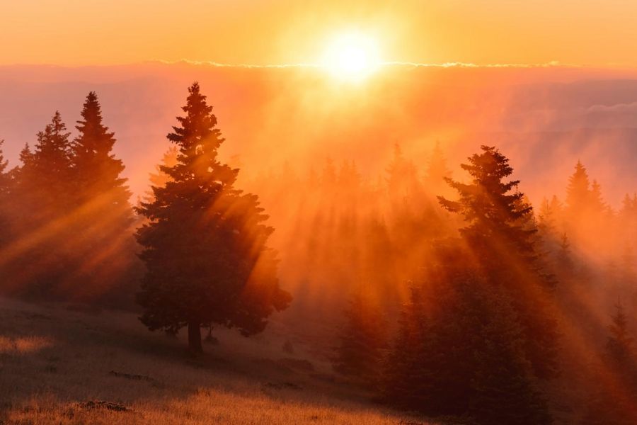 Zonsopkomst boven een mistig dennenbos, waarbij warme zonnestralen door de bomen schijnen en het landschap een gouden gloed geven.