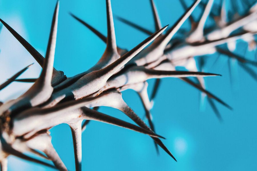 Close-up van een tak met scherpe doornen tegen een heldere blauwe lucht. De doornen zijn lang, dun en dramatisch belicht, wat een contrastrijke en grafische uitstraling geeft.