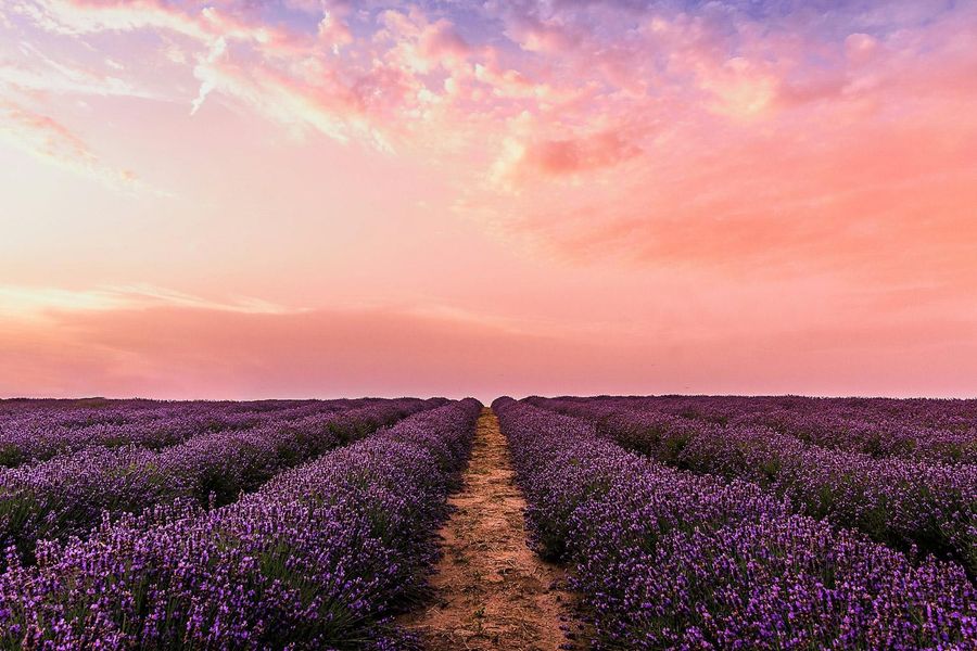 Een uitgestrekt lavendelveld onder een kleurrijke zonsondergang met roze en oranje tinten in de lucht, met een zandpad dat recht door het veld loopt richting de horizon.