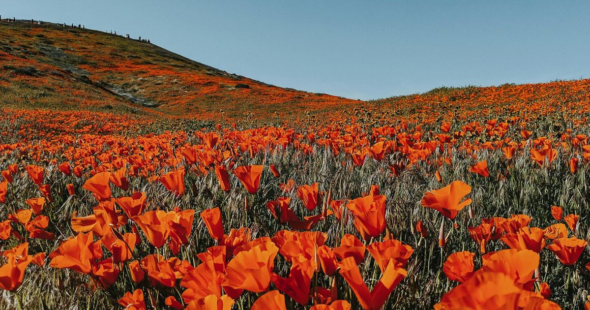 Bruckner 5 - Rotterdams Philharmonisch Orkest