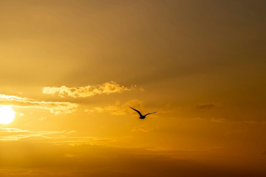 Een vogel vliegt door een gouden zonsondergang boven zee, met warme oranje en gele tinten aan de horizon.