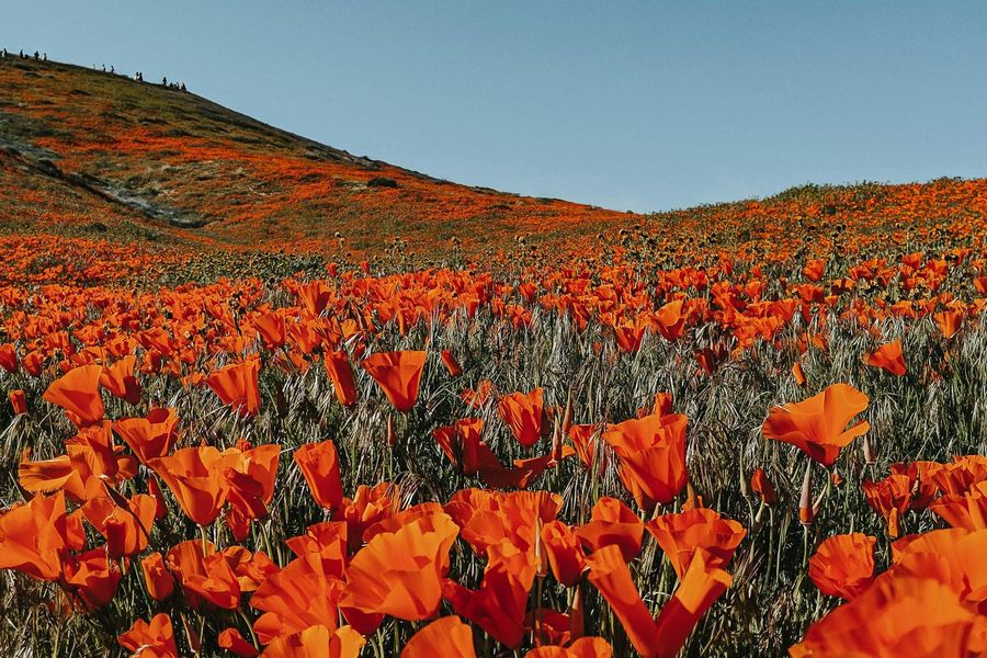 Een uitgestrekt bloemenveld vol feloranje klaprozen in bloei, met op de achtergrond glooiende heuvels onder een heldere blauwe lucht.